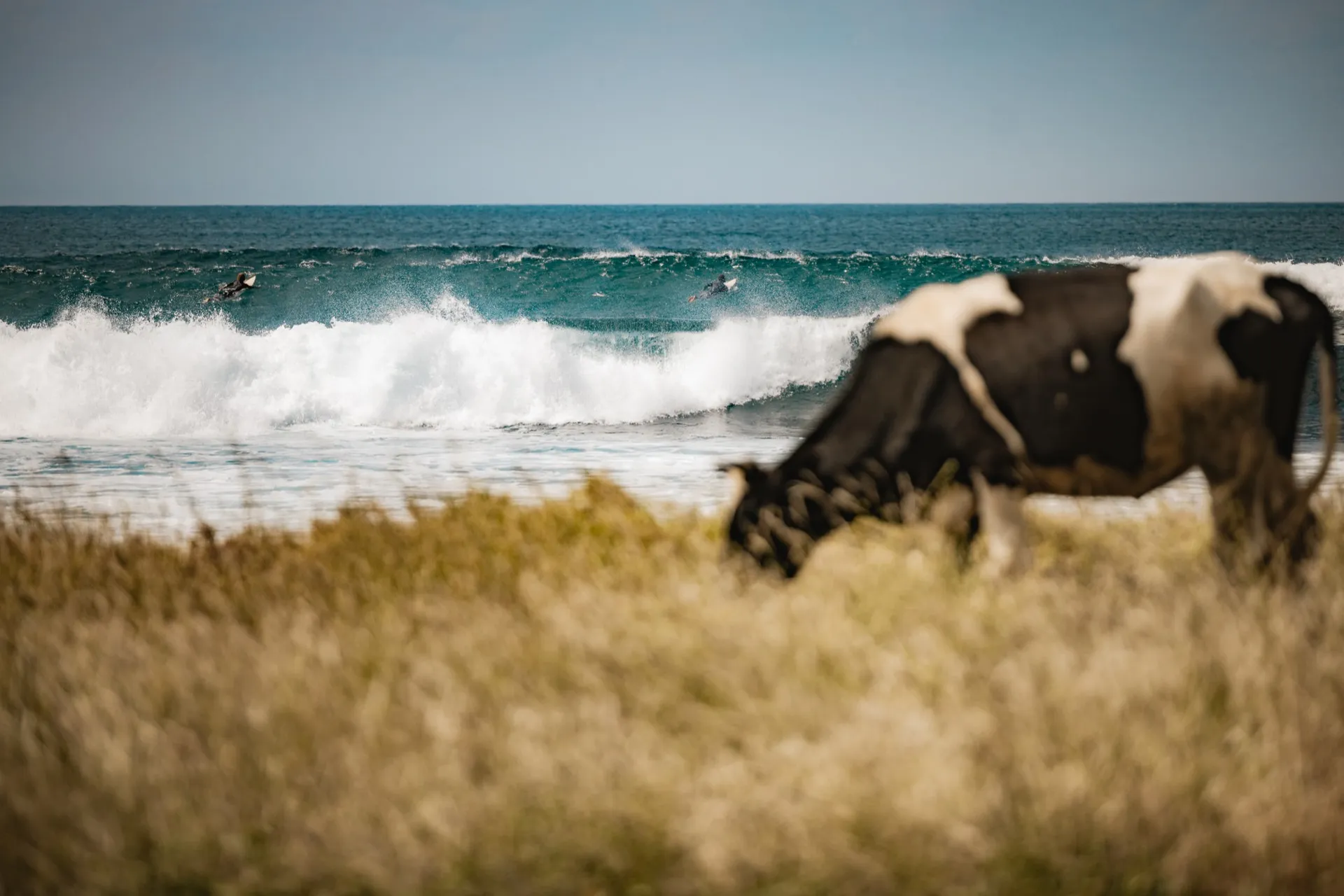Cabo Verde life - cow and surfers