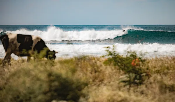 Cow on beach with surfer in background